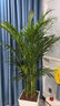 瑯闕散尾葵盆栽綠植室內辦公室大型落地植物 1.3-1.6m+吸水盆源頭直發(fā) 曬單實(shí)拍圖