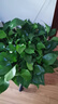 九千谷大盆綠蘿盆栽1盆 大葉綠色植物花卉盆景帶吸水紅盆源頭直發(fā) 曬單實(shí)拍圖