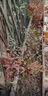 春花妙意南天竹苗紅天竹火焰樹(shù)苗庭院綠化植物紅葉耐寒花卉 30-40厘米高10棵 10cm(含)-19cm(含) 曬單實(shí)拍圖