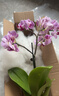 蝴蝶蘭花苗帶花苞客廳辦公室室內桌面裝飾花卉植物四季好養盆栽 寶貝蝴蝶蘭-裸苗（帶花苞+半開(kāi)放） 曬單實(shí)拍圖
