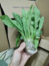 廣東菜苗正宗甜麥高州甜麥菜新鮮蔬菜成活陽(yáng)臺苗現發(fā)貨圓葉四季 圓葉甜麥菜苗20棵 曬單實(shí)拍圖