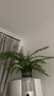 波斯頓蕨霸王蕨腎蕨威武蕨植物垂吊綠植喜水喜陰綠植盆栽造景綠植 霸王蕨【冠幅50-60厘米】加侖盆 曬單實(shí)拍圖