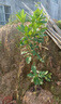 嫁接柚子苗紅心三紅蜜柚樹(shù)苗南方種植盆栽地栽當年結果庭院果樹(shù)苗 泰國紅寶石4年苗【帶土帶葉】 70cm(含)-79cm(含) 曬單實(shí)拍圖