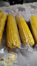 當季新貨頭茬東北黃甜糯玉米棒真空包裝低脂黃糯大棒甜東北黏苞米 黃糯玉米【120-160克】4根 曬單實(shí)拍圖