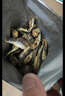 三只松鼠原味黃魚(yú)酥250g  吮指香酥小黃魚(yú)海味休閑追劇零食小吃 曬單實(shí)拍圖