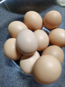 螢舞 土雞蛋農家鮮雞蛋笨雞蛋原生態(tài)山林草雞蛋谷物喂養柴雞蛋 10枚-土雞蛋 曬單實(shí)拍圖
