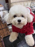 阿莫爾狗狗衣服卡通小熊連帽衫秋冬加絨寵物服裝小型犬舒適毛絨貓咪衣服 紅色小熊 XS【建議1-3斤，具體參考尺碼表】 曬單實(shí)拍圖