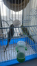 朗繽 鸚鵡活體鳥(niǎo)活物虎皮鸚鵡寵物活鳥(niǎo)玄鳳鸚鵡手養鳥(niǎo)會(huì )說(shuō)話(huà)幼鳥(niǎo)幼崽 2只（顏色備注+別墅籠+云梯+窩 曬單實(shí)拍圖