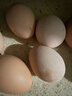 散養農家土雞蛋草雞蛋40-50g 溏心蛋早餐新鮮雞蛋京東包郵買(mǎi)菜 10枚土雞蛋 曬單實(shí)拍圖