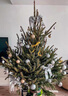 圣誕樹(shù)真樹(shù)挪威云杉樹(shù)綠植盆栽松樹(shù)2025諾貝松活的真的圣誕樹(shù)客廳 高50-60厘米圣誕樹(shù)【單獨一棵樹(shù) 無(wú)贈品】 曬單實(shí)拍圖