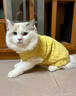 華元寵具（hoopet）貓咪衣服秋冬保暖防掉毛小狗狗衣服比熊德文布偶幼貓棉衣寵物冬裝 富貴兔毛小外套黃【內里加絨】 M：胸圍40cm-建議5-7斤 曬單實(shí)拍圖