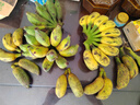 傾睦廣西自然熟小米蕉寶寶輔食迷你小香蕉現摘小芭蕉孕婦香蕉新鮮水果 凈重5斤精品-青皮發(fā)貨需催熟 曬單實(shí)拍圖