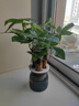 水培發(fā)財樹(shù)盆栽客廳招財室內綠植植物辦公室甲醛凈化空氣桌面好養 【1盆】三桿水培發(fā)財樹(shù)灰色敞口塑料盆送營(yíng)養液 曬單實(shí)拍圖