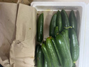 山東壽光水果黃瓜生吃脆新鮮荷蘭青瓜當季無(wú)刺小黃瓜源頭直發(fā) 精品水果黃瓜凈重 4.5斤 曬單實(shí)拍圖