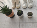 花翁盆栽室內凈化空氣花卉綠植仙人掌多肉大號蘆薈（簡(jiǎn)易盆）源頭直發(fā) 曬單實(shí)拍圖