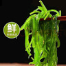 遲味道 遲來(lái)的味道好味道裙帶菜絲400g開(kāi)袋即食下飯菜大連海藻壽司海草沙拉海白菜絲 酸甜裙帶菜絲400g*2袋【清脆爽口】 曬單實(shí)拍圖