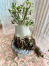 進(jìn)口沙漠玫瑰泰國哥斯拉大肚子老樁觀(guān)莖植物耐旱好養室內綠植盆栽 哥斯拉五年樁1棵【直徑4-5cm】 培育盆種好發(fā)貨 曬單實(shí)拍圖