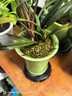 劉閣蘭花劉閣蘭花苗 小紅草紅荷 建蘭四季蘭夏帶花苞室內名貴好養花卉盆栽 2苗帶冰裂陶瓷盆種好 曬單實(shí)拍圖