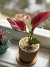 八芽如意盆栽吉利紅室內好養花卉小綠植辦公桌面植物盆景源頭直發(fā)包郵 迷你吉利紅-星徽盆-竹底托 帶陶瓷盆栽好 曬單實(shí)拍圖