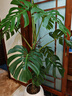 手耕田龜背竹客廳大盆栽老樁大葉植物室內客廳辦公室落地大型真綠植好養 大葉提根龜背竹1.2-1.3米印象圓 曬單實(shí)拍圖
