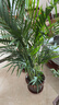 散尾葵綠植鳳尾竹盆栽袖珍椰子室內大型綠植四季常青富貴椰子植物 [富貴椰子1米-1.2米（基地原盆）+肥料 曬單實(shí)拍圖