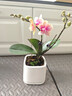 社細中夢(mèng)蝴蝶蘭帶花盆栽帶花水培植物花卉室內植物花苗客廳特級 【雪域】蝴蝶蘭帶花+方陶瓷盆 曬單實(shí)拍圖