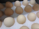 新鮮農(nóng)家谷物鮮雞蛋  現(xiàn)撿現(xiàn)發(fā) 破損包賠  營(yíng)養(yǎng)早餐 30枚裝（3斤） 曬單實(shí)拍圖