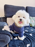 BOBOCOLA狗狗衣服秋冬季保暖加厚四腳狗衣服泰迪比熊雪納瑞小型犬寵物衣服 藏青色 S【建議3-5斤】 曬單實(shí)拍圖