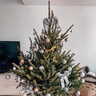 圣誕樹(shù)真樹(shù)挪威云杉樹(shù)綠植盆栽松樹(shù)2025諾貝松活的真的圣誕樹(shù)客廳 高50-60厘米圣誕樹(shù)【單獨一棵樹(shù) 無(wú)贈品】 曬單實(shí)拍圖