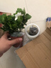 綠有意 綠植花卉辦公室客廳桌面盆栽擺件簡(jiǎn)約創(chuàng  )意網(wǎng)紅北歐綠植ins云朵盆 梔子花+甜甜圈PET樹(shù)脂盆+托盤(pán)+肥料 北歐風(fēng)格網(wǎng)紅綠植 曬單實(shí)拍圖