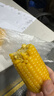 鄒有才東北黃甜糯玉米新貨低脂粗糧主食代餐粘黏苞米真空裝早餐 金色鋁箔東北黃糯玉米220g*8支 曬單實(shí)拍圖