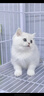 【福利 A】純種布偶英短緬因矮腳德文美短西森阿比小貓咪活體幼崽 寵物級 【純種幼貓】福利專(zhuān)享 曬單實(shí)拍圖