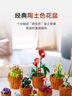 樂(lè )高（LEGO）積木拼裝10329 迷你盆栽男孩女孩玩具生日禮物 曬單實(shí)拍圖