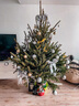 圣誕樹(shù)真樹(shù)挪威云杉樹(shù)綠植盆栽松樹(shù)2025諾貝松活的真的圣誕樹(shù)客廳 高50-60厘米圣誕樹(shù)【單獨一棵樹(shù) 無(wú)贈品】 曬單實(shí)拍圖