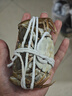 【活蟹】湖鮮陽(yáng)澄大閘蟹全母3.3-3.6兩10只去繩足重現貨特大蟹鮮活螃蟹海鮮送禮禮盒裝 曬單實(shí)拍圖