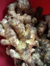 產(chǎn)地直發(fā)云南小黃姜新鮮生姜黃姜調味料新鮮蔬菜生鮮 3斤 裝 曬單實(shí)拍圖