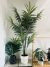 宜家（IKEA）菲卡人造盆栽植物室內/戶(hù)外Kentiapalm客廳室內/戶(hù)外裝飾 人造盆栽植物23cm 曬單實(shí)拍圖