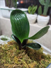 東北新款精品高端名貴特級君子蘭獅子頭麻臉油匠寬短葉圓頭盆栽苗 特技獅子頭4葉苗 帶盆栽好 曬單實(shí)拍圖