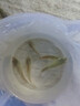 四川裸鯉魚(yú)魚(yú)苗無(wú)甲無(wú)鱗養殖食用淡水魚(yú)紅鯉魚(yú)黑鯉魚(yú)苗鏡鯉大裸斑 5-7厘米裸鯉魚(yú) 20條送10% 曬單實(shí)拍圖