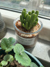 多肉植物仙人掌盆栽室內肉肉仙人球小盆栽開(kāi)花可愛(ài)桌面綠植 萬(wàn)重山+玻璃盆+黃金砂+營(yíng)養土 含盆 曬單實(shí)拍圖