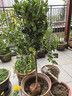 茶花樹(shù)苗盆栽地栽茶花苗山茶花耐冬樹(shù)苗大苗花卉室內盆栽四季好養帶花苞大棵耐寒帶土茶花苗庭院當年開(kāi)花綠植 茶花 【】耐冬茶花帶花苞3公分粗1.3米左右高 曬單實(shí)拍圖