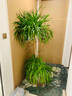 瑯闕龍血樹(shù)客廳綠植物龍須樹(shù)好養高級感雙層單頭1.3-1.5m原盆源頭直發(fā) 曬單實(shí)拍圖