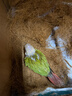 小太陽(yáng)鸚鵡純手養雛鳥(niǎo)斷奶黃邊鳳梨肉桂綠頰鸚鵡會(huì )說(shuō)話(huà)親人寵物鳥(niǎo) 鳳梨雛鳥(niǎo)（帶卡）包活到家 曬單實(shí)拍圖