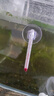 哆維特魚(yú)缸溫度計溫度表高精度龜缸爬寵水族箱缸內測水溫養魚(yú)電子水溫計 小型水溫計帶吸盤(pán) 曬單實(shí)拍圖