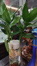 觀(guān)音竹富貴竹水培植物帶根發(fā)貨辦公室內盆栽客廳花卉易活植物水養 【精品觀(guān)音竹】3棵（簡(jiǎn)易杯） 曬單實(shí)拍圖