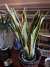 萌肉居高大型植物金邊虎皮蘭植物花卉綠植盆栽70-90cm高6-8棵源頭直發(fā) 曬單實(shí)拍圖