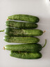 新鮮水果黃瓜現摘現發(fā)早餐減肥生吃無(wú)刺小黃瓜當季新鮮蔬菜即食 水果黃瓜 500g 帶箱 活動(dòng)款 曬單實(shí)拍圖