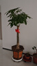 嘆為觀(guān)止大型植物發(fā)財樹(shù)各種大顆盆栽開(kāi)業(yè)喬遷客廳辦公室內好養大型花卉 單桿發(fā)財樹(shù)【1.5-1.7米】 含盆 曬單實(shí)拍圖