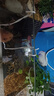 爬將軍生態(tài)烏龜缸造景魚(yú)龜混養懶人養龜小型小烏龜專(zhuān)用家用魚(yú)缸桌面魚(yú)缸 60混養缸【雙區造景+過(guò)濾照燈】 曬單實(shí)拍圖