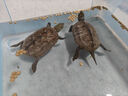 萌龜飼家 全黑純種墨龜家養水龜墨苗外塘公草龜中華黑腹小烏龜活物體墨化 6-7厘米【頂墨大苗】 2只情侶龜 曬單實(shí)拍圖